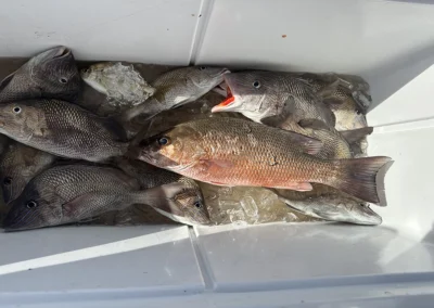 Fishing Charter Cooler Filled Tampa Florida